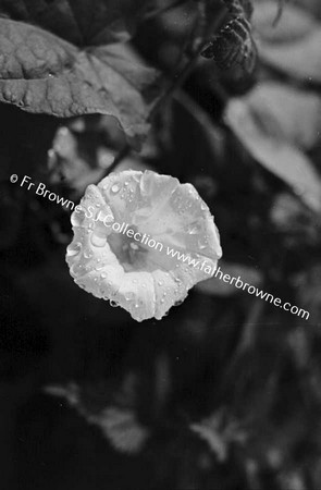 CONVOLVULUS/BINDWEED FLOWER